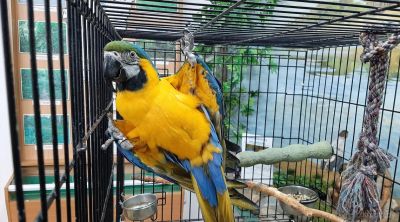 В Крупском музее проходит выставка «Мир больших попугаев»
