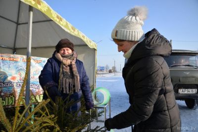 По 31 декабря Крупский и Новокрупский лесхозы организуют предновогоднюю продажу хвойных деревьев