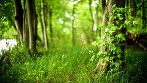 С 13 по 20 апреля на Крупщине пройдет акция «Неделя леса»