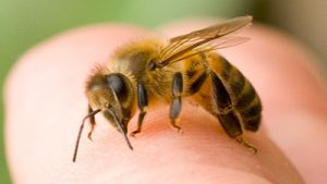Нарушение правил применения пестицидов влечет за собой гибель пчел