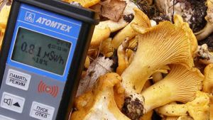 Многие грибы вбирают в себя из почвы радиоактивные, токсичные и канцерогенные вещества