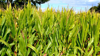В Крупском районе на зерно убрано 810 гектаров кукурузы - 140% к заданию