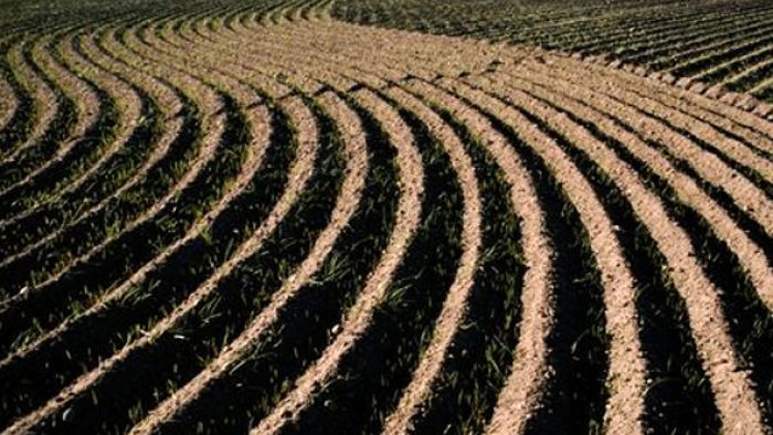 Аграрии Минской области завершили сев ранних яровых зерновых и зернобобовых