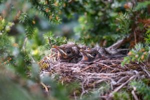 Уничтожение гнезд птиц в Беларуси запрещено с 16 февраля по 14 августа