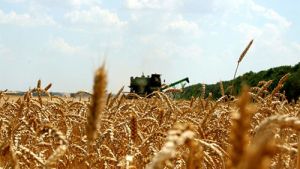 Аграрии Минской области намолотили 1 млн т зерна
