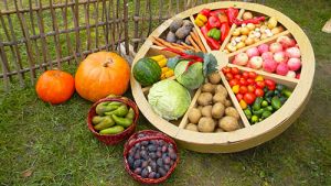 В Беларуси убрали овощи почти с 64% площадей