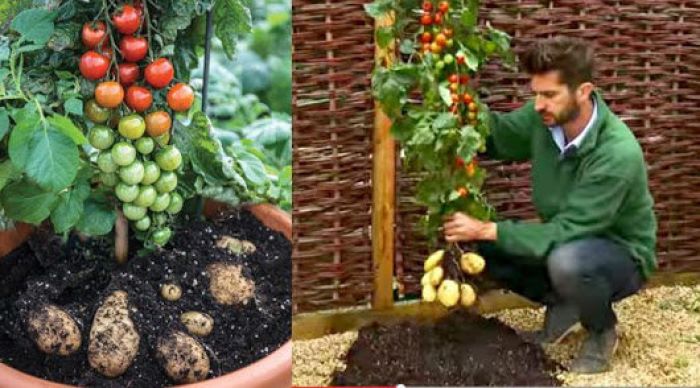 Найдено идеальное растение для каждого огородника - помидофель!