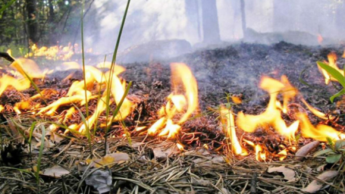 В Крупском районе за весенний период произошло 32 загорания сухой растительности