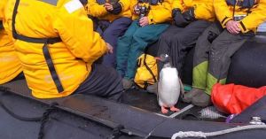 Пингвин спасся от косаток, запрыгнув в лодку к туристам (видео)