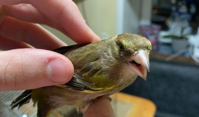 Юный крупчанин спас зеленушку с раненым крылом