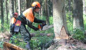 Неделя нулевого травматизма проходит в организациях лесного хозяйства