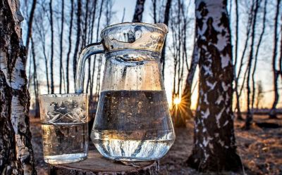 Березовый сок можно заготовить в лесу самостоятельно и бесплатно