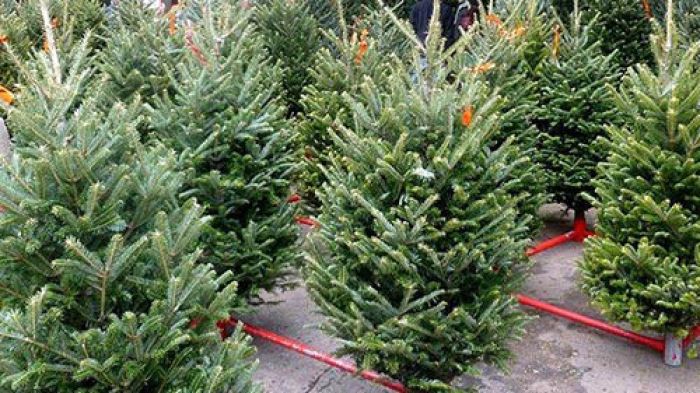 Продажа новогодних деревьев в Минской области начнется 20 декабря