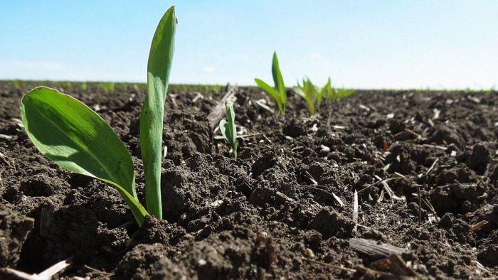 Крупские аграрии завершают сев кукурузы – задание выполнено на 98%