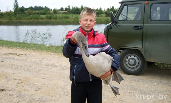 Крупчане перасялілі лебядзіную сям’ю ў больш бяспечнае месца