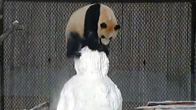В зоопарке Торонто панда подралась со снеговиком и покорила интернет
