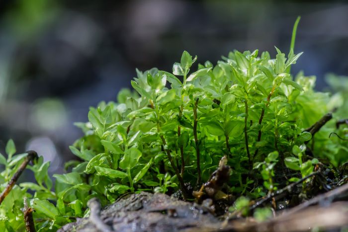 Места произрастания дикорастущих растений, относящихся к видам, включенным в Красную книгу, переданы под охрану