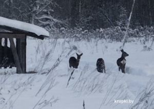 Лесоохотничье хозяйство организовало для животных столовую