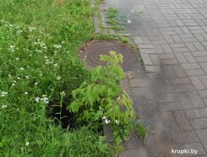 Крупчане предупреждают о яме на тротуаре по ул. Московской