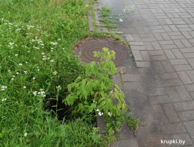 Крупчане предупреждают о яме на тротуаре по ул. Московской