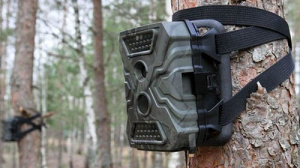 Фотоловушки помогают Крупскому лесхозу выявлять нарушения природоохранного законодательства