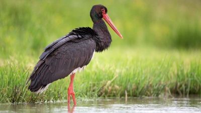 Птицей 2026 года в Беларуси выбран черный аист