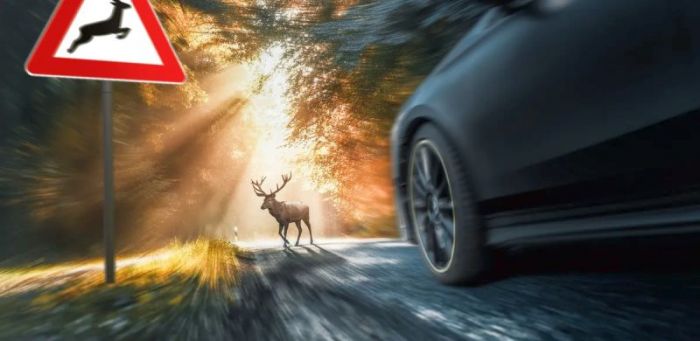 В Минской области произошло больше всего ДТП с участием диких животных