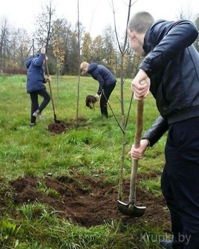 В Крупских школах прошла акция &quot;Неделя посадки деревьев&quot;