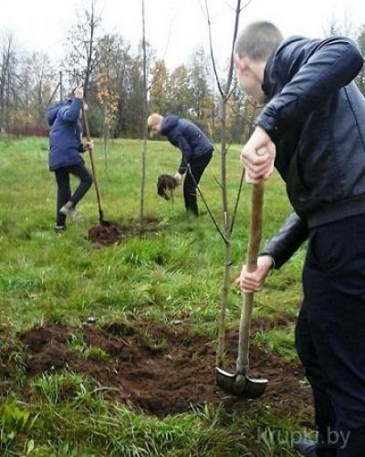 В Крупских школах прошла акция &quot;Неделя посадки деревьев&quot;