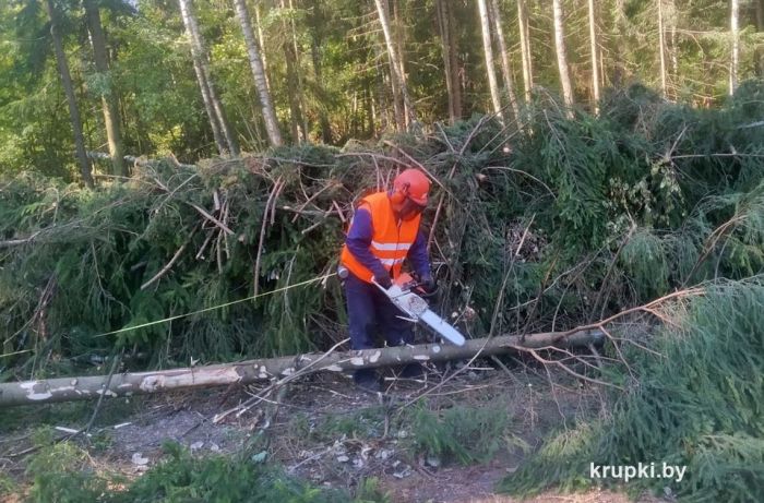 Крупский лесхоз восстанавливает ветровалы в районе и помогает коллегам Гомельщины