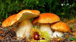 Министерство лесного хозяйства напоминает о правилах сбора грибов и ягод