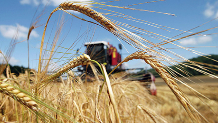 В Крупском районе зерновых убрано на более чем 25% площадей