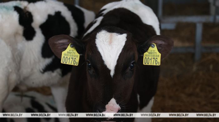 Лукашенко ставит задачу повысить дисциплину в животноводстве