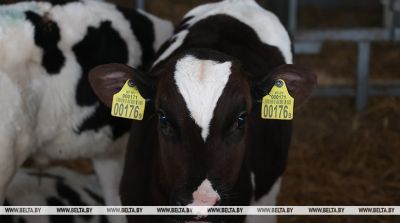 Лукашенко ставит задачу повысить дисциплину в животноводстве