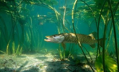 В Беларуси с 1 марта вводится запрет на лов щуки
