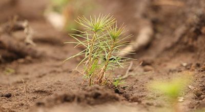 &laquo;Сенсация&raquo; без фактов: в Крупском лесхозе ответили на обвинения из соцсетей