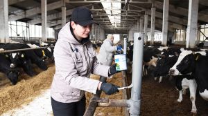 На Крупщине активно проходит субботник