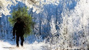 Новогодние праздники прошли без незаконных вырубок