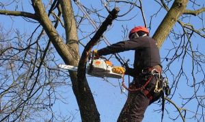 Зеленый компромисс или когда вырубка деревьев в городе становится необходимостью