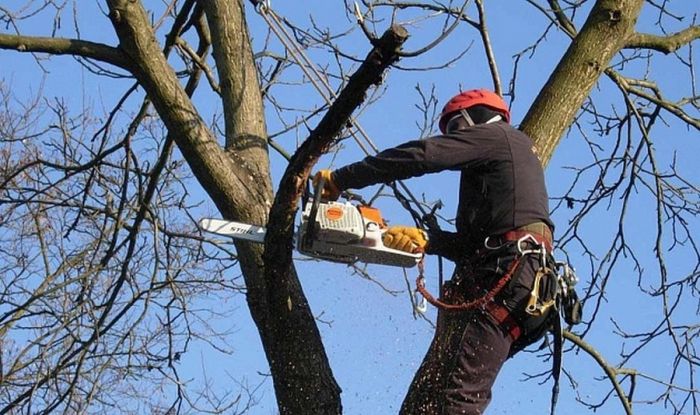 Зеленый компромисс или когда вырубка деревьев в городе становится необходимостью