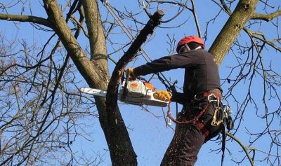 Зеленый компромисс или когда вырубка деревьев в городе становится необходимостью