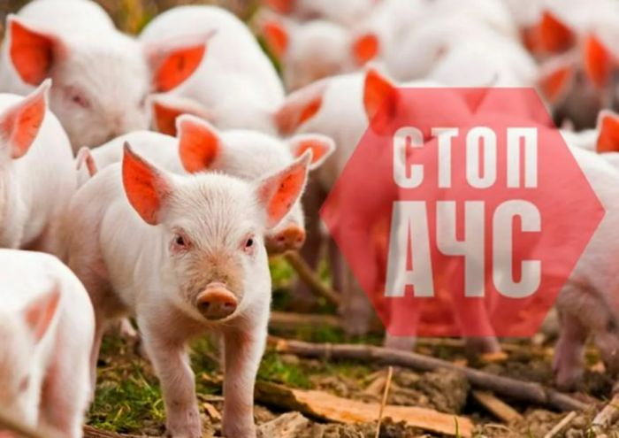 Африканская чума свиней: что нужно знать и как защитить хозяйство