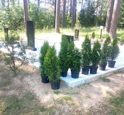 На территории обелиска в агрогородке Ухвала посадили Аллею памяти