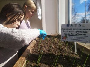 В Холопеничской школе проводят эксперимент по выращиванию лука из семян