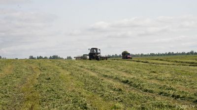 Зеленая жатва продолжается на крупских полях