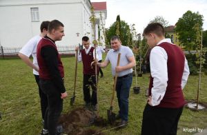 Возле Крупского райисполкома появилась памятная аллея из красных кленов