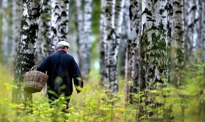 Как не потеряться в лесу? Рассказали в МЧС