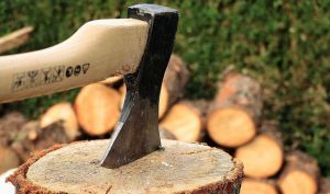 Крупский лесхоз предлагает несколько вариантов заготовки дров