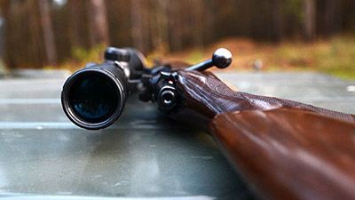 Охотник стрелял в волка, а &quot;попал&quot; в лося - в итоге незаконная добыча