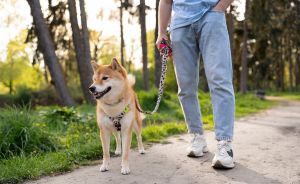 Собака гуляет,&nbsp;хозяин &ndash; убирает &ndash; вот такая простая арифметика чистоты